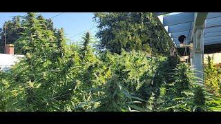 12 LB Massive Skunk #1 Harvest, Mega Yield, Maui's & Blue Dreams Almost Ready, 7-10 day Count down