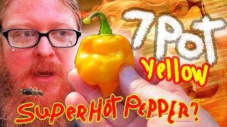 7 Pot Yellow ️ Super Hot Chili Pepper First Taste Review  Bug Inside! #Hotpepper #superhotpeppers