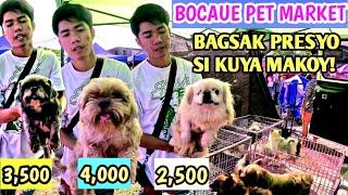 MURANG PEKENGIS AT SHIHTZU  AALAGAAN NYO NALANG! Bocaue Pet Market