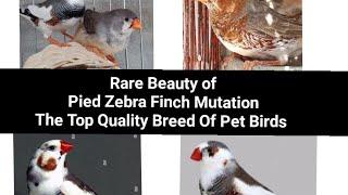 Finches Pairing and Quality Breeding Birds! Life with Noman Khan