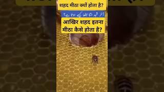 शहद मीठा कैसे होता है ||Islamic information #shorts #honey