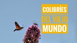 Colibríes del Viejo Mundo. La Esfinge Colibrí (Macroglossum stellatarum). Mini documental.