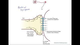 Electrical synapses