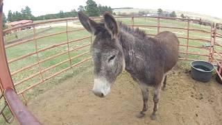 Working with Snort the Wild Donkey