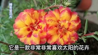 太阳花，开花又小又少枝条细长什么原因？虽然简单也有一定的诀窍