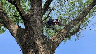 Very dangerous Huge tree Felling with chainsaw.