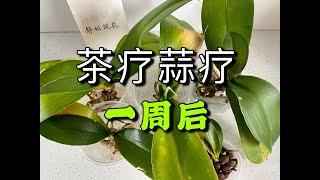 【20201】茶疗/蒜疗，一周后 //静姐说花386