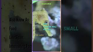 "Meet the Majestic Animals | Animal Name, Facts, and More | YouTube Shorts" #ZB23 #ZoomorphicBytes
