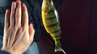 Jumbo Perch Ice Fishing on Lake Simcoe Jan 2018  Зимняя рыбалка в Канаде на окуня 2018