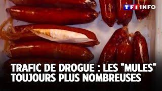 Trafic de drogue : les "mules" toujours plus nombreuses｜TF1 INFO