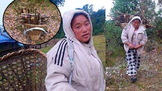 Jina Carrying dry woods from Jungle @pastorallifeofnepal