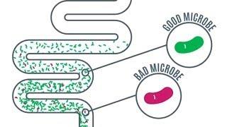 میکروب های روده - اهمیت در سلامت و بیماری