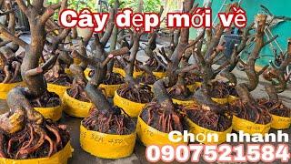 Phôi mai bonsai dáng đẹp đế đẹp 14/3.Bảo0907521584#Bảo Mai Vàng Chợ Gạo