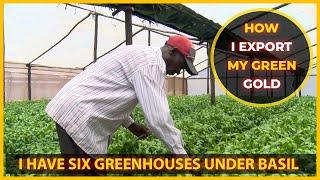 Basil Farming: The Green Herbal Gold For Nakuru Farmer || How Much Six Greenhouses Make