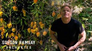 Uncovering the World's Most Exotic Mangoes | Gordon Ramsay: Uncharted