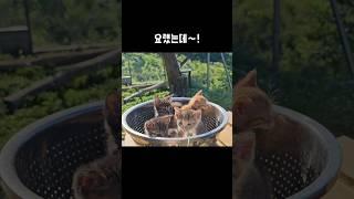새끼고양이 4형제들 확대과정~        #길고양이 #길냥이구조#고양이