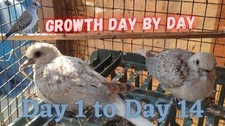 Watching the Diamond Dove Life Cycle: The First 14 Days Unfolded | Khubaib Pets