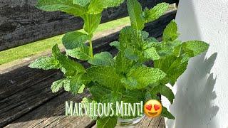 Grow MARVELOUS mint in containers!