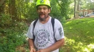 Poison Ivy Identification, Natural Antidote ,  Certified Arborist Adam Wingo demonstrates