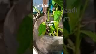 vedichidichu @vidzmaadithottam603 #madithottam #shortsfeed #harvest #gardening #trending #shorts