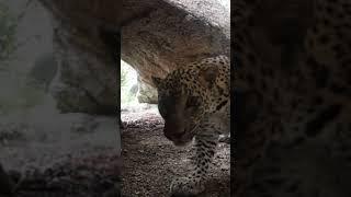 leopard hidden camera capture video || #short