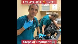 Dog Hotspots & Treatment