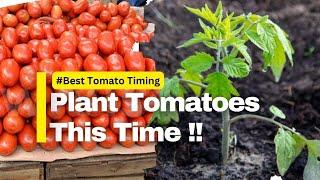 The Best Time to Plant Tomatoes in Kenya and Get The Best Market Prices Always