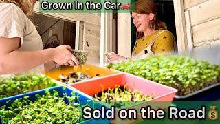 Mobile Farming: Growing Microgreens in Our Car Selling to Strangers on the Road