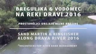 Breguljka & vodomec na reki Dravi - 2016