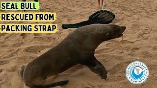 Seal Bull Rescued From Packing Strap