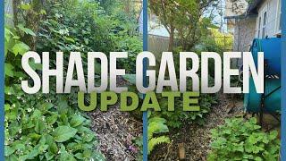 Permaculture Shade Garden Update!