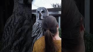 Great Grey Owl #shorts #birds #owl #owls #birdofprey #birdsoftiktok #love #cuddle