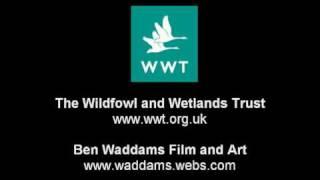 Ben and the Wildfowl and Wetlands Trust on BBC Radio