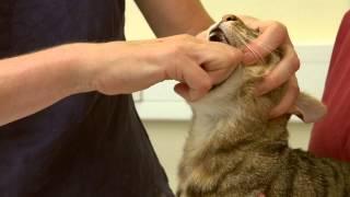 Two people giving a cat a tablet/pill