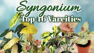 46 Syngonium Varieties