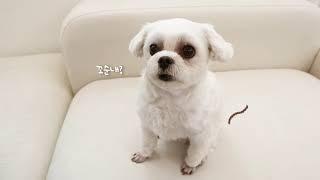 샤워앤 강아지 고양이 목욕 장갑 물티슈 바디티슈