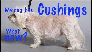 Cushing's disease in dogs