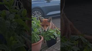 Wild Fox Hiding Behind The Plants #animal #wildfox #animals #foxes #fox #urbanfox #wildanimals #cute