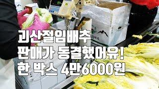 괴산절임배추 판매가 동결했어유! 한 박스 4만6000원