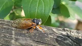 Blue-Eyed Cicada