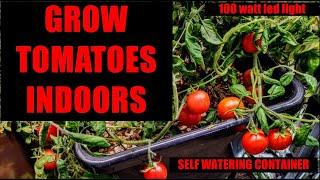 GROW TOMATOES INDOORS - OSREE LIGHT AND AUTOPOT