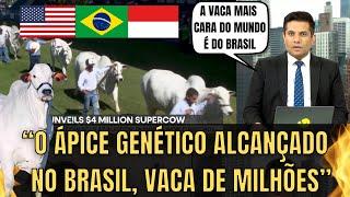 Mídia Internacional: O Brasil Alcançou O Ápice Da Genética Mundial, A Vaca Mais Cara Do Mundo