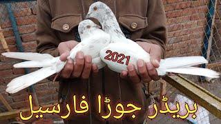 03157082491 for sale sale | faisalabad pigeon