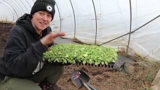 Amending and Planting in the Hoophouse : Flower Hill Farm