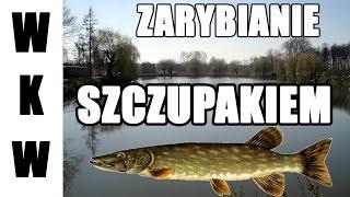 Zarybianie szczupakiem - Zalewy Kazimierza Wielka