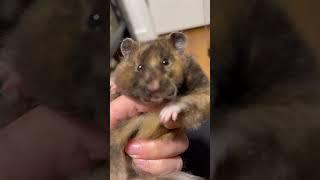 Serious cute hamster |  Three the hamster