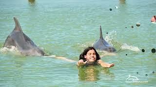 Dolphin Royal Swim in Florida & Mexico & Caribbean