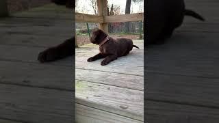 Silly Chocolate Lab Puppy