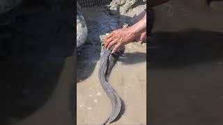 #catching giant catfish#Fishing