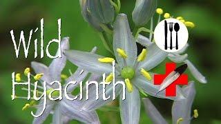 Wild Hyacinth: Edible & Medicinal